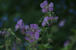 Geranium phaeum 'Majus bestellen